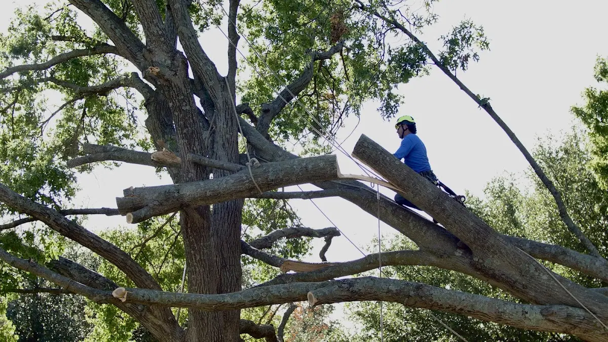 Professional Crown Thinning performed by certified arborists in Galveston