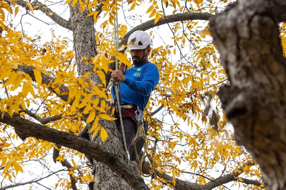 Skilled Tree Planting crew working in Galveston